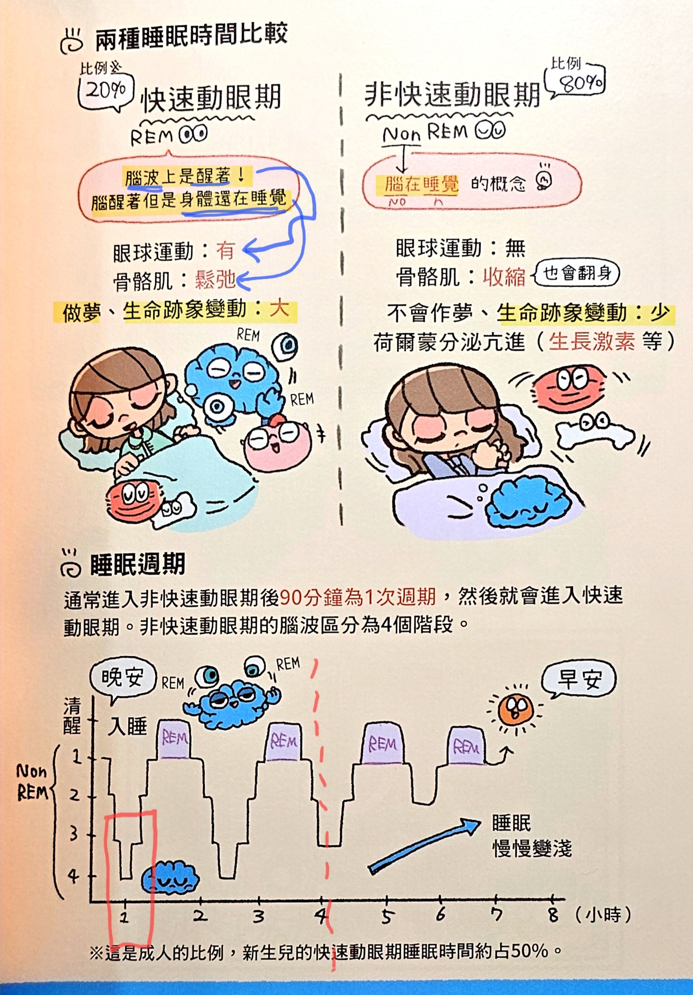 午睡為何不要超過半小時？如果真的很忙，必須熬夜縮短睡眠，為何最好至少睡到四小時？