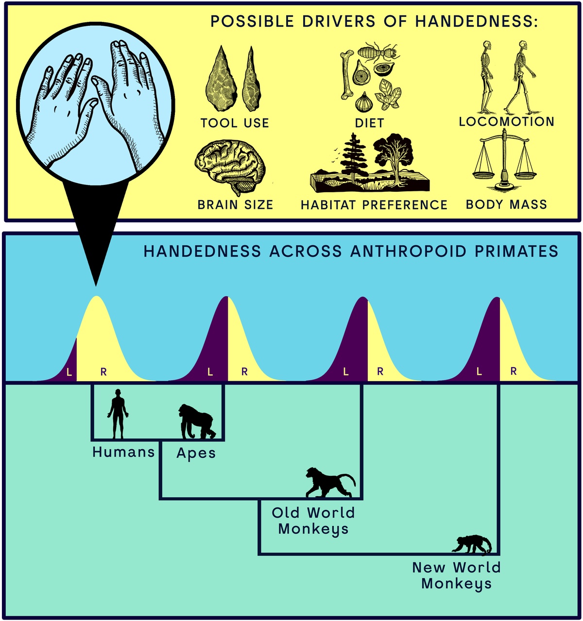 PLOS Biology 研究插圖：上半部列出可能影響慣用手的因素，包含工具使用、飲食、移動方式、腦容量、棲地偏好與體型；下半部以鐘形曲線比較人類、猿、舊世界猴、新世界猴的左右手偏好分布。